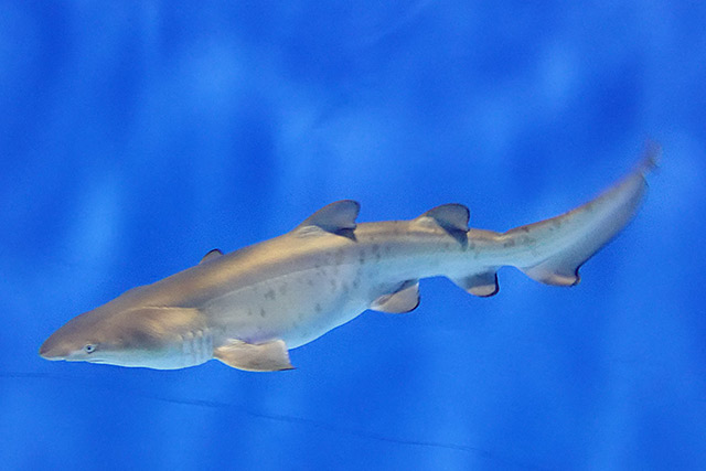 アクアワールド茨城県大洗水族館を徹底取材 展示情報やイベントの楽しみ方 最新の営業情報まで