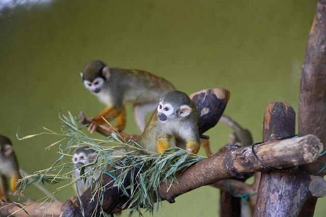 ひらかたパーク で 絶叫マシン 動物 グルメを思いきり体感 ひらかたパーク で 絶叫マシン 動物 グルメを思いきり体感