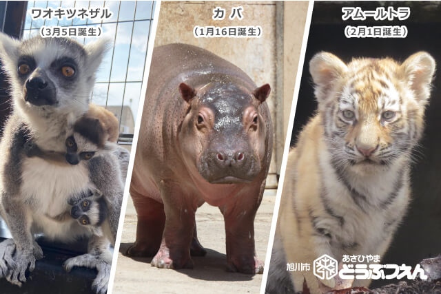 旭山動物園が2ヶ月ぶりの営業再開 2月に誕生した3頭のアムールトラも一般公開