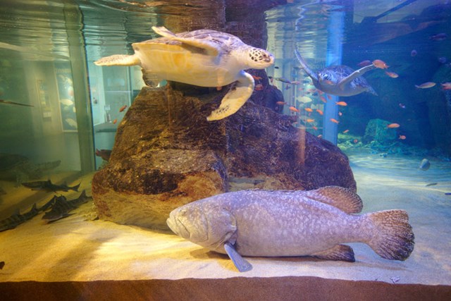 九十九島水族館海きらら地域密着型水族館を徹底紹介