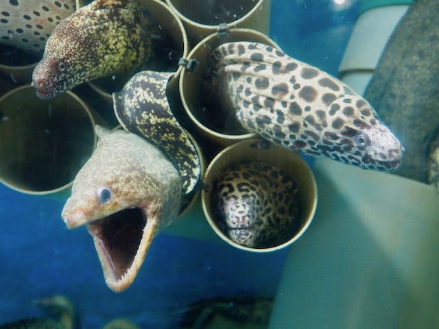 徹底取材 ユニークすぎる桂浜水族館を100倍楽しむガイド 人気スポットからお土産情報まで