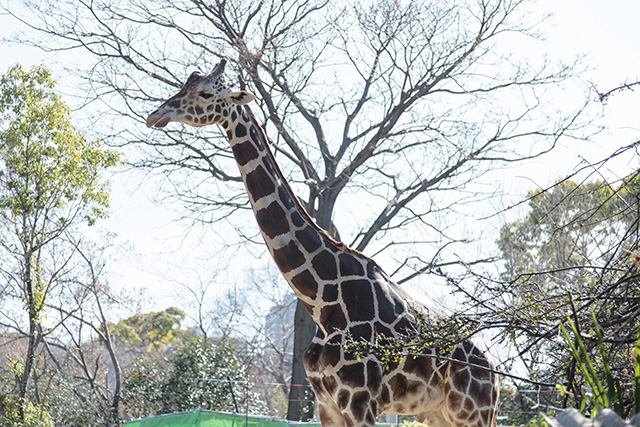 ここでしか会えない動物たちも 天王寺動物園でかわいい動物たちに癒される