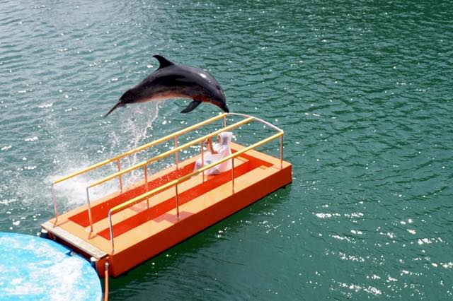 イルカが頭上をジャンプ 海の生きものとの距離が近い 下田海中水族館 の楽しみ方 Pr
