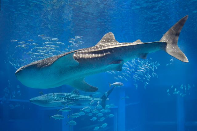 大阪の水族館 動物園 おすすめ7選 海遊館やイルカショーの見られるスポット情報