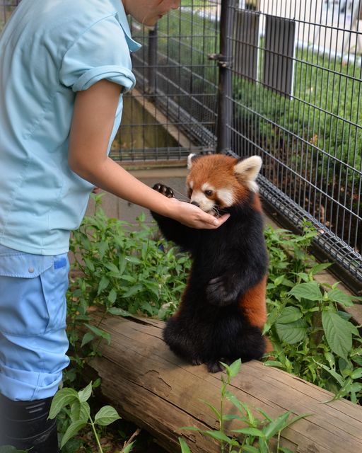 徹底解説 市川市動植物園の魅力 モルモットやレッサーパンダから料金やミニ鉄道の情報まで