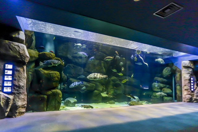 徹底取材 宮島水族館の魅力とは 人気のスナメリから料金やお土産 アクセス情報まで