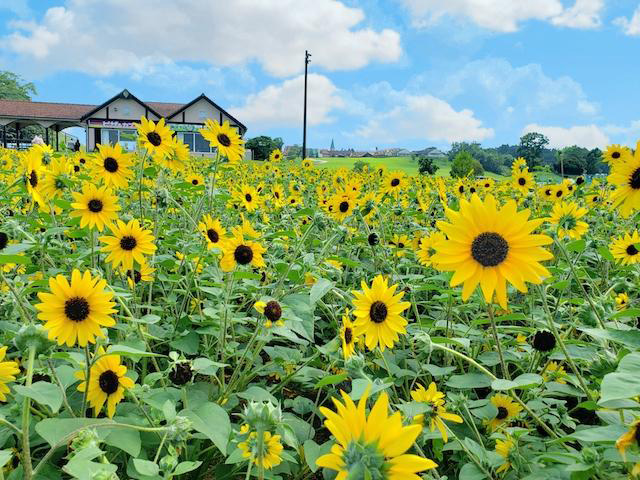 魅力的な遊びがいっぱい 東京ドイツ村の楽しみ方を徹底解説