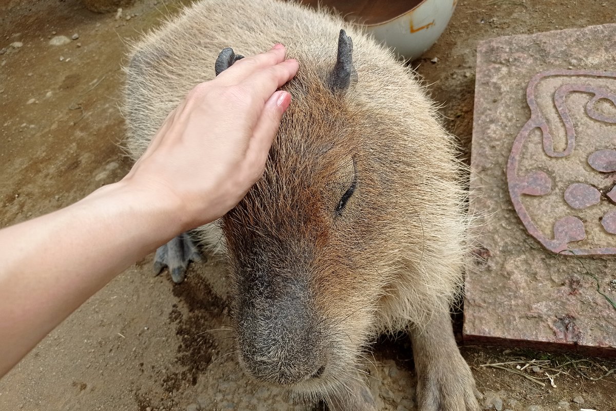 伊豆シャボテン動物公園で距離感ゼロのワクワクふれあい体験！世界の