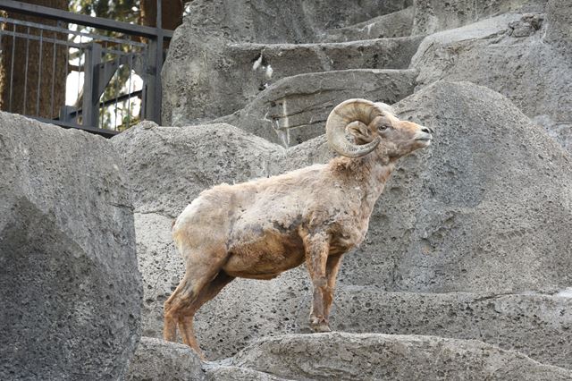 横浜 水族館 動物園 おすすめ7選 無料やナイト営業のスポットをご紹介