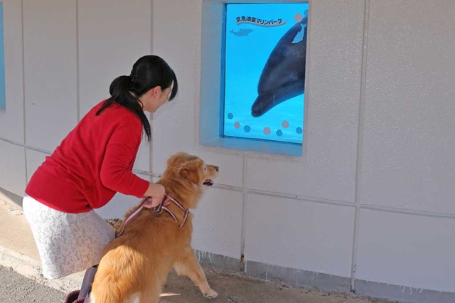 【割引あり】京急油壺マリンパークを徹底解剖!イルカ ...