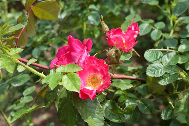 世界最大級のバラ園 花フェスタ記念公園を徹底レポート