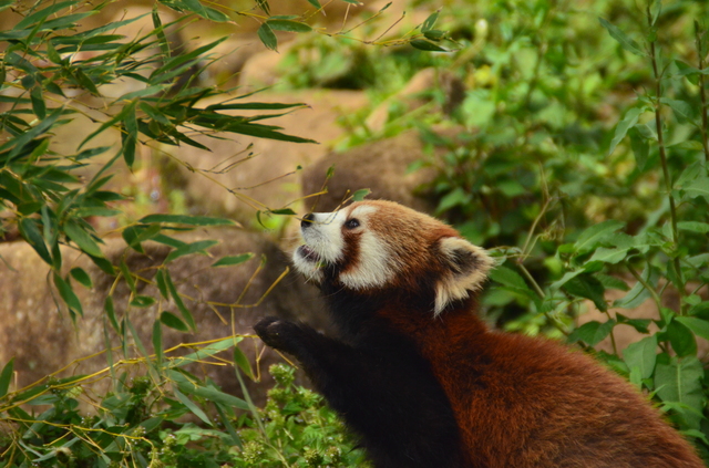 徹底解説 市川市動植物園の魅力 モルモットやレッサーパンダから料金やミニ鉄道の情報まで