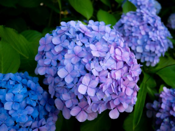 紫陽花の花言葉の秘密を大公開！色別の違いや枯れた紫陽花が人気の理由