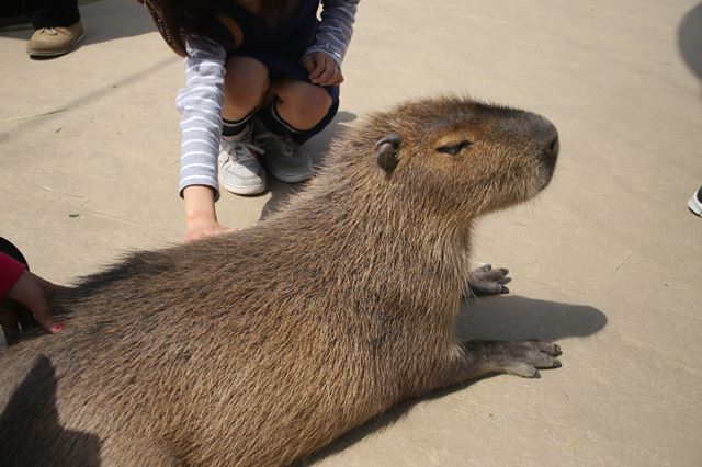 最新 大阪の水族館 動物園おすすめ6選 デートに超役立つ情報までご紹介します