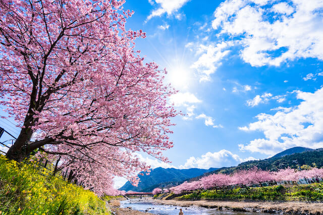 一足先に春爛漫 2月に満開の桜が咲き乱れる 河津桜をみに伊豆へ