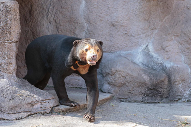 ここでしか会えない動物たちも 天王寺動物園でかわいい動物たちに癒される