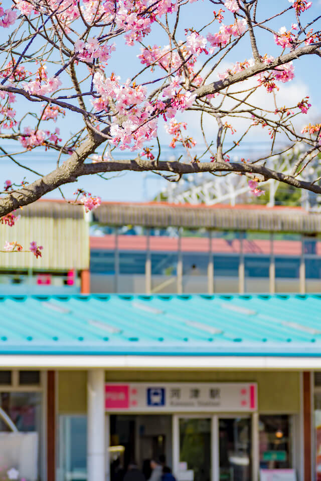 一足先に春爛漫 2月に満開の桜が咲き乱れる 河津桜をみに伊豆へ