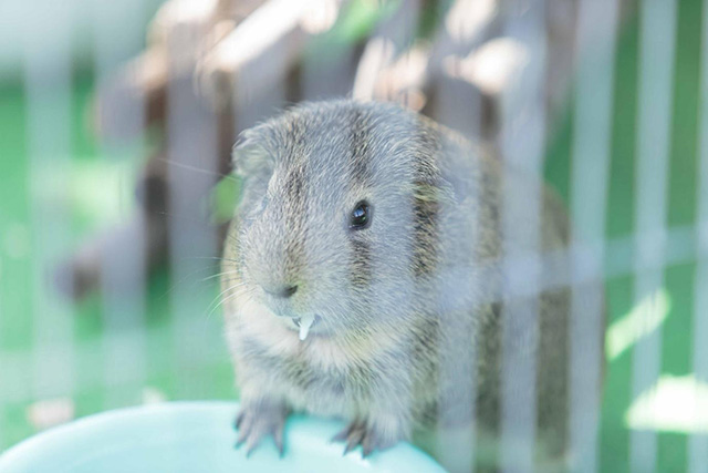 ここでしか会えない動物たちも 天王寺動物園でかわいい動物たちに癒される