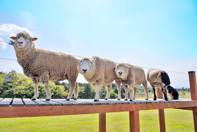 かわいい動物たちとのふれあいがいっぱい 一日中思いっきり遊べる マザー牧場 に行こう