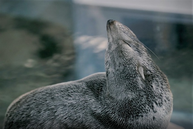 アザラシやペンギンの寝る姿にキュン 幻想的な夜の水族館で生き物たちの秘密に迫っちゃおう