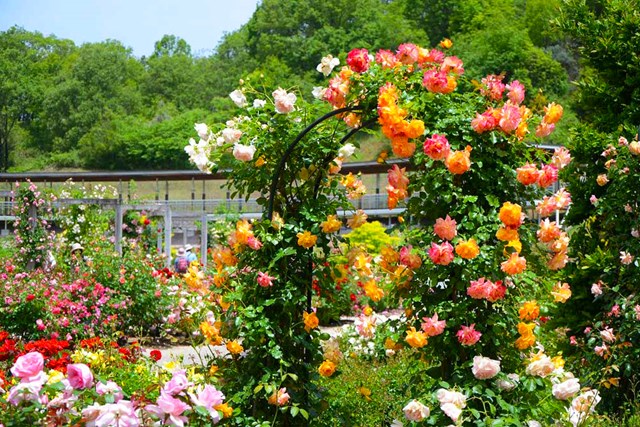 徹底解説 花フェスタ記念公園の魅力とは おすすめスポットから割引やイベント情報まで