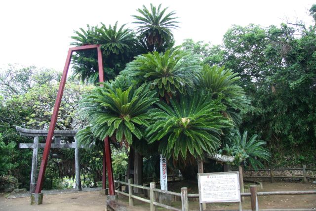 種子島のおすすめ観光スポットを一挙紹介 レジャーからグルメまで大満足の旅 種子島のおすすめ観光スポットを一挙紹介 レジャーからグルメまで大満足の旅