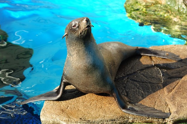 取材記事 京都水族館の魅力を徹底レポート 割引やお土産情報から人気のスポットまで