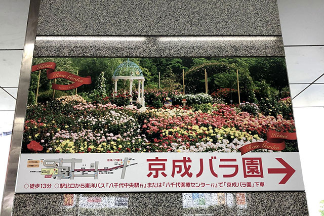 京成バラ園の見どころ徹底レポート お出かけしたくなる千葉の人気観光スポットの魅力とは