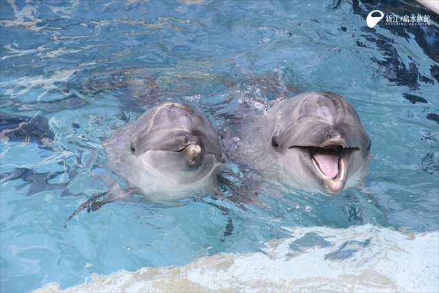 新江ノ島水族館が営業再開 初夏の江の島で涼しくて幻想的な世界を楽しもう