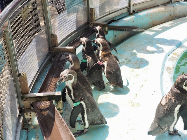 徹底取材 ユニークすぎる桂浜水族館を100倍楽しむガイド 人気スポットからお土産情報まで