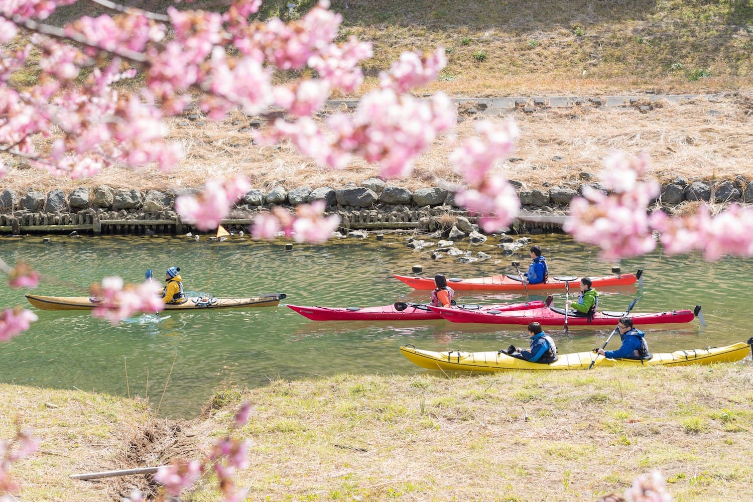 川の流れに乗ってとびっきりのお花見体験 南伊豆で楽しむ絶景カヤックツアーが最高に気持ちいい