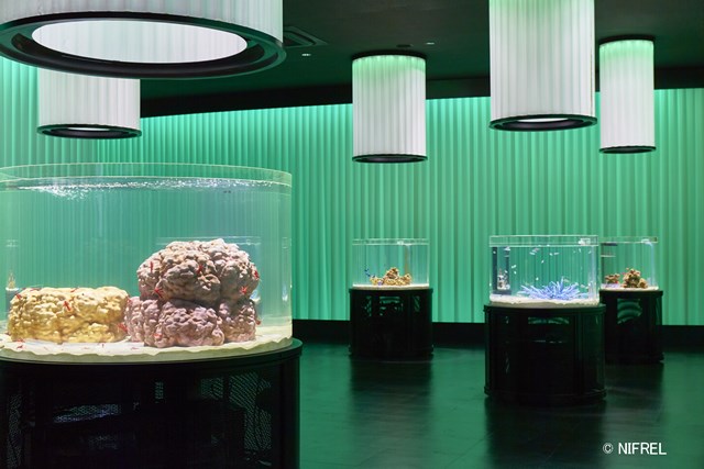 【2019最新版】NIFREL(ニフレル)を徹底解説！料金・割引・駐車場・アクセス情報も！