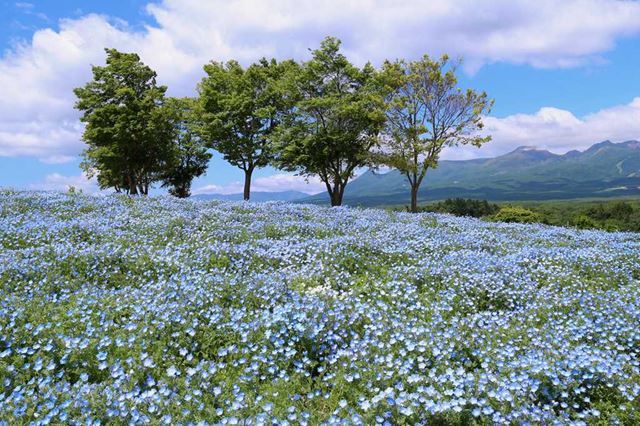 那須高原 観光スポット67選 牧場やグルメ 温泉を楽しもう