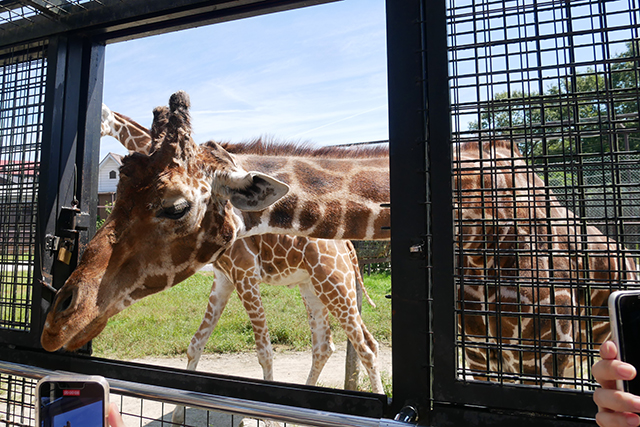 那須サファリパークの遊び方 所要時間を解説 ドキドキの体験や見どころは