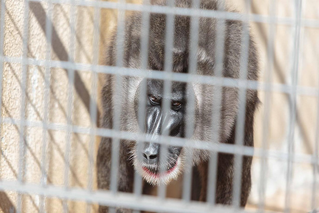 ここでしか会えない動物たちも 天王寺動物園でかわいい動物たちに癒される