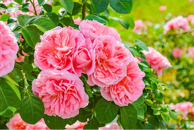 京成バラ園の見どころ徹底レポート お出かけしたくなる千葉の人気観光スポットの魅力とは