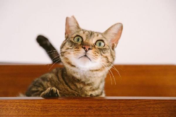 関東版 6月16 17日 デートで行きたい注目イベント10選