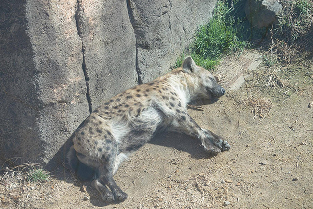 ここでしか会えない動物たちも 天王寺動物園でかわいい動物たちに癒される