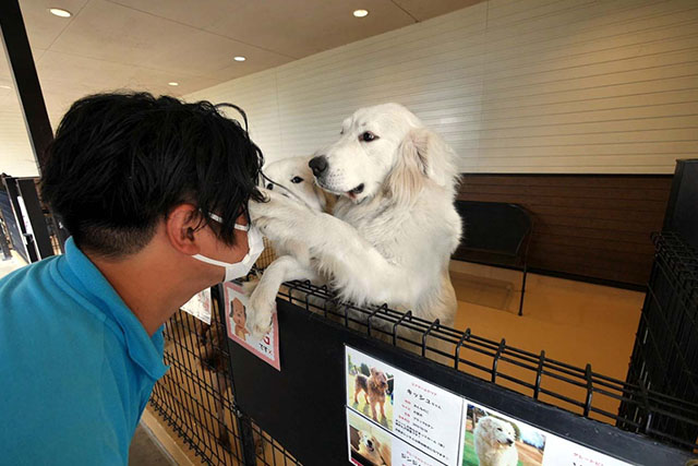世界の名犬牧場の遊び方 おすすめスポット 人気のお土産をレポート 珍しいワンちゃんにも会えるのも魅力