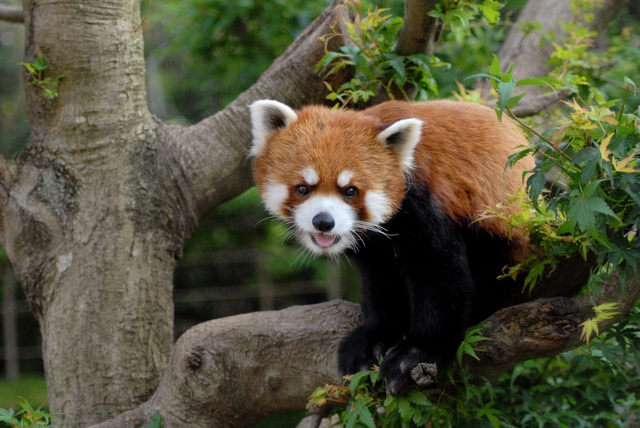 徹底解説 市川市動植物園の魅力 モルモットやレッサーパンダから料金やミニ鉄道の情報まで