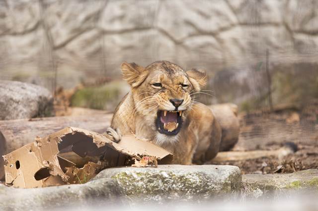 徹底解説 大牟田市動物園の魅力とは 見どころをチェックしてお出かけしよう