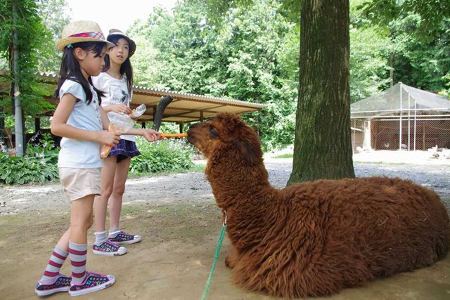 ダチョウ王国 石岡ファーム 約0羽のダチョウと遊ぼう