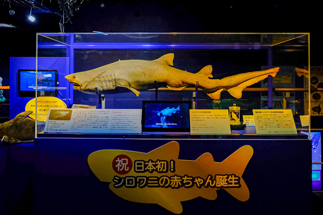 アクアワールド茨城県大洗水族館を徹底取材 展示情報やイベントの楽しみ方 最新の営業情報まで