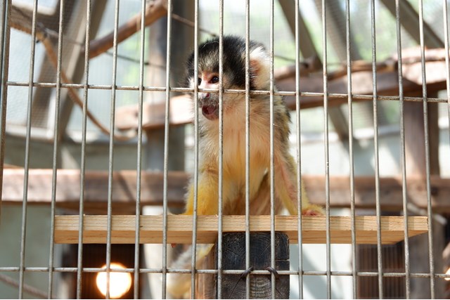 徹底解説 市川市動植物園の魅力 モルモットやレッサーパンダから料金やミニ鉄道の情報まで