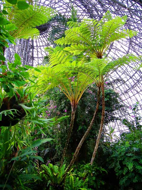 雨でも そとへのお出かけ気分 を感じられるスポット 都内の温室植物園3選 極私的おでかけ百景 2