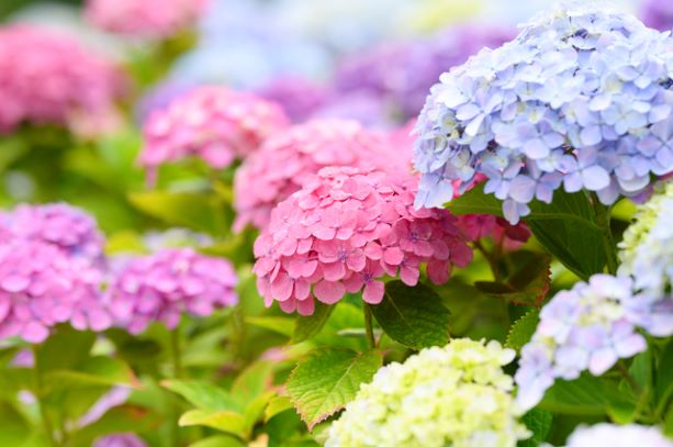 紫陽花の花言葉の秘密を大公開！色別の違いや枯れた紫陽花が人気の理由