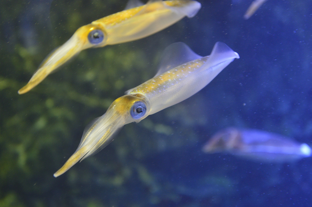 新潟県で遊びに行きたいおすすめ水族館5選 愛らしいイルカやペンギンに癒やされまくろう