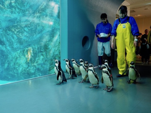 徹底取材 宮島水族館の魅力とは 人気のスナメリから料金やお土産 アクセス情報まで