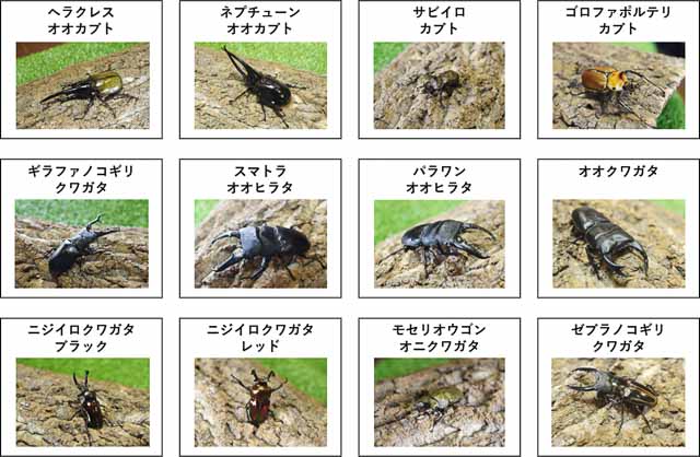 ヘラクレスオオカブトと一緒に記念撮影 世界のカブト クワガタ展 で珍しい昆虫たちに会いに行こう 東京