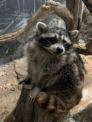 ここでしか会えない動物たちも 天王寺動物園でかわいい動物たちに癒される